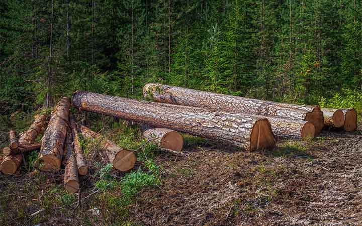 Baumstämme nachhaltiges Material für Wellpappe