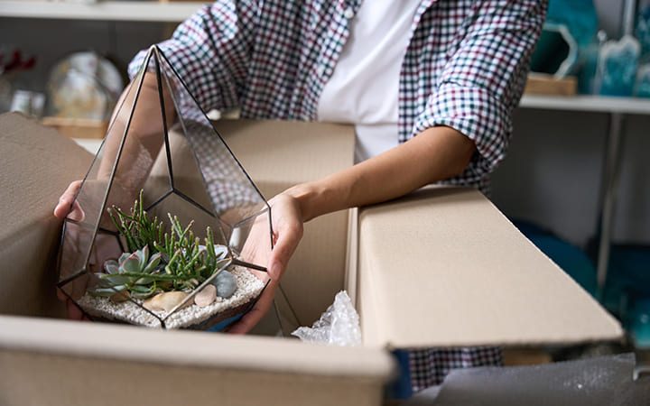 Frau packt Terrarium aus Karton aus Frau packt Terrarium aus Karton aus